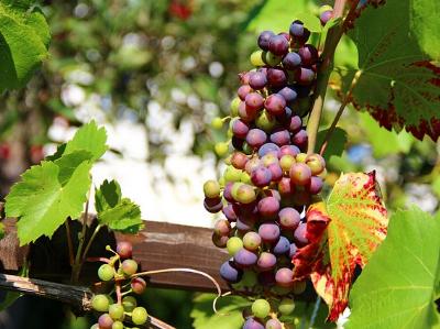 dunkelblaue Trauben an einem Weinstock