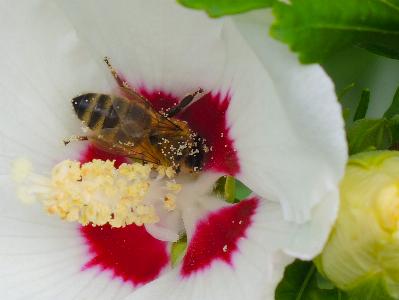 eine Honigbiene auf einer weißen Blüte