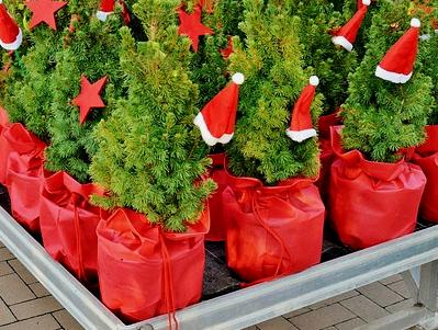 kleine Weihnachtsbäume in Töpfen