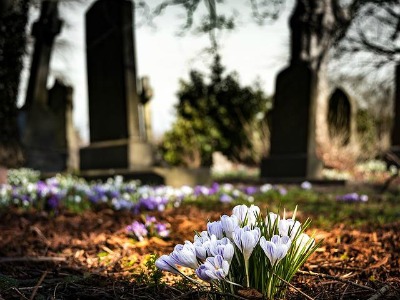 auf dem Friedhof: Krokusse vor einem alten Grabstein