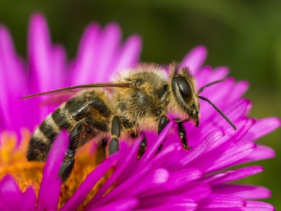 Nahaufnahme einer Honigbiene auf einer Lila Blüte