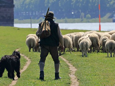 ein Schäfer mit Hund und Schafherde