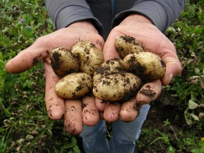 zwei Hände voller Kartoffeln