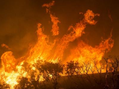 meterhohe Flammen vernichten einen Wald