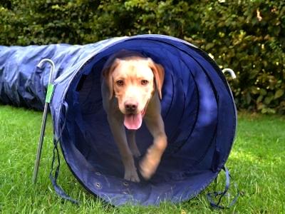 ein Hund kommt durch einen Spieltunnel nach draußen