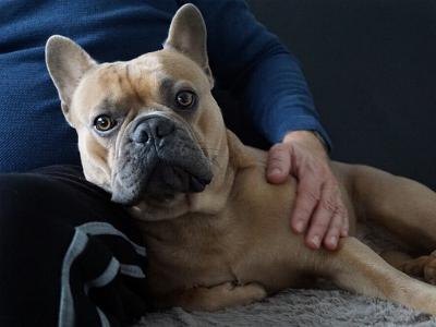 alter Mann auf dem Sofa streichelt seinen Hund